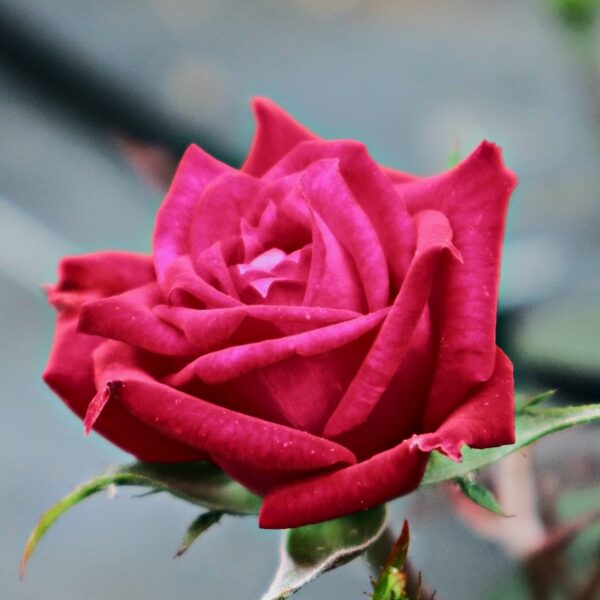 Rosa 'Deep Velvet' in 2 Gallon Pot