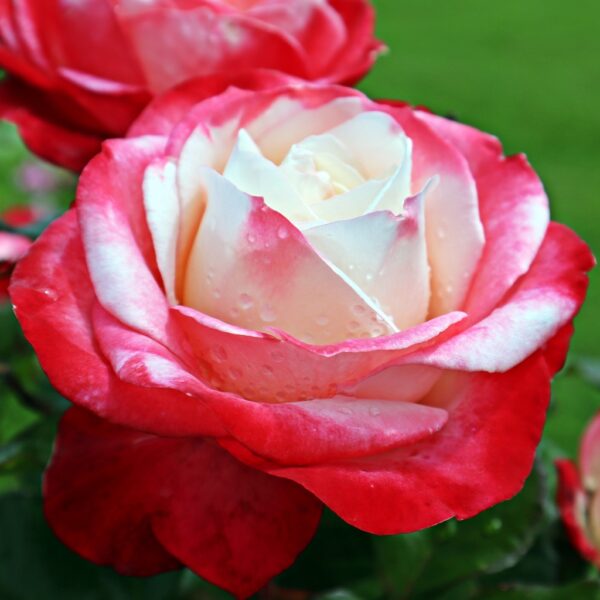 Rosa 'Nostalgie' in 2 Gallon Pot