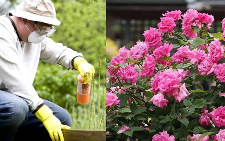 Should You Spray Your Rose Garden?