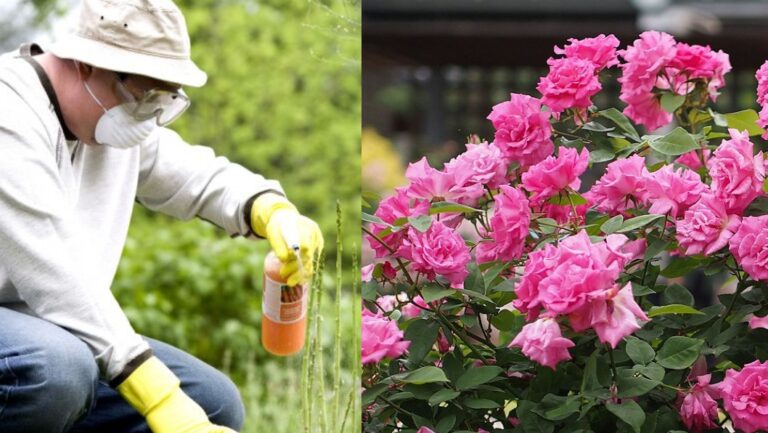 Should You Spray Your Rose Garden?