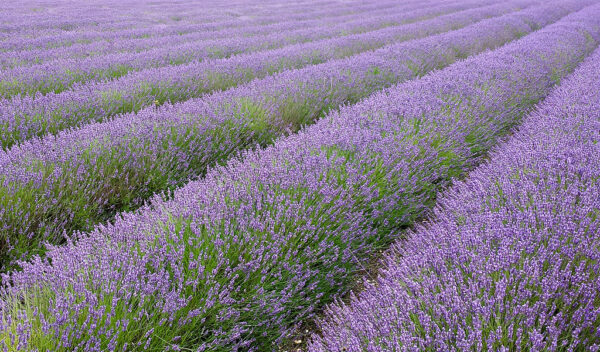 'Provence' Lavender in 1 Gallon Pot