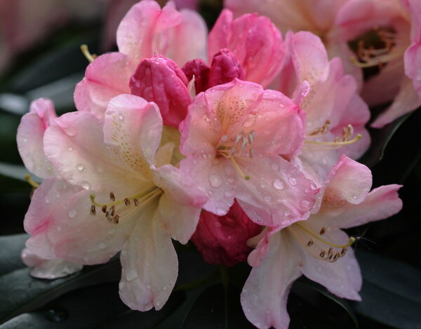 Rhododendron 'Percy Wiseman' in 1 Gallon Pot