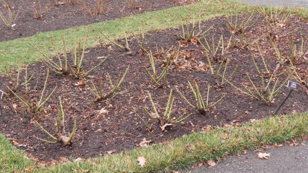 Low Pruned Roses for Shape