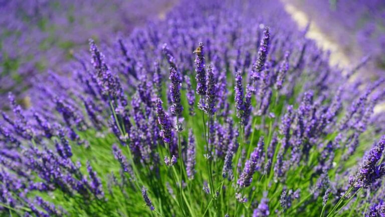 Choosing the Right Lavender for Your Garden