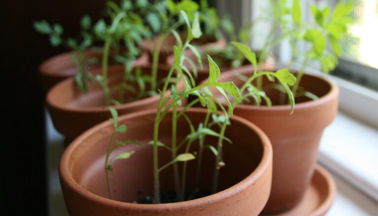 Starting Seeds Indoors: Preventing Leggy Seedlings