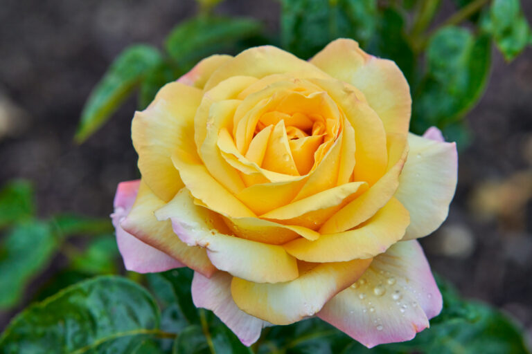 What’s in a (Rose) Name?