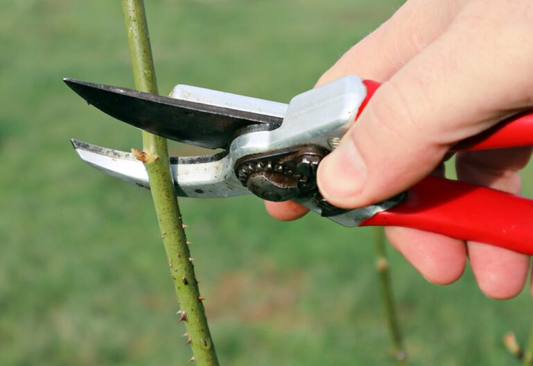 How to Prune Roses