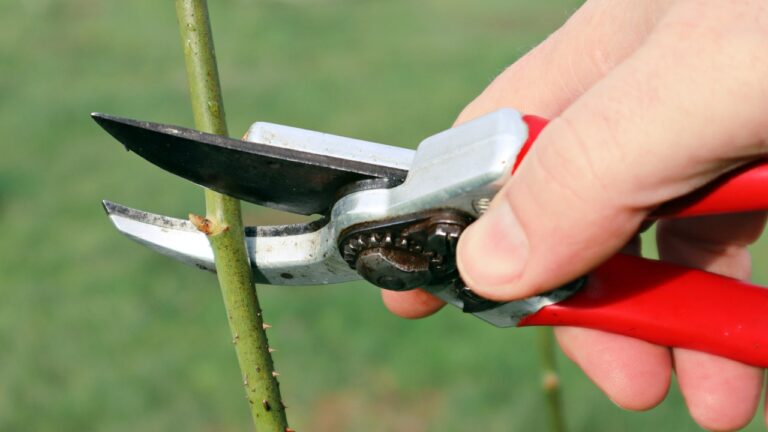 How to Prune Roses