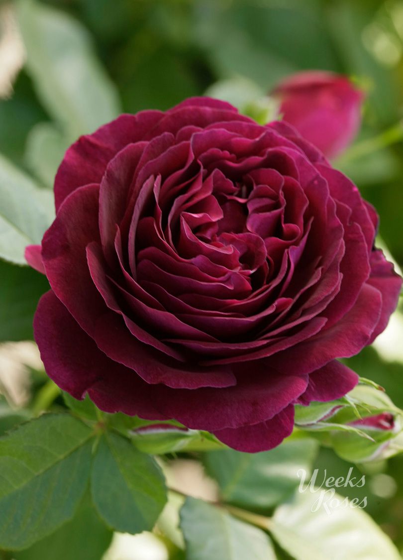 Rosa Twilight Zone (Grandiflora Rose)