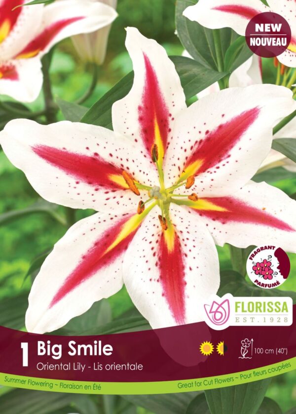 Asiatic hybrid Lily 'Big Smile' in 15cm Pot