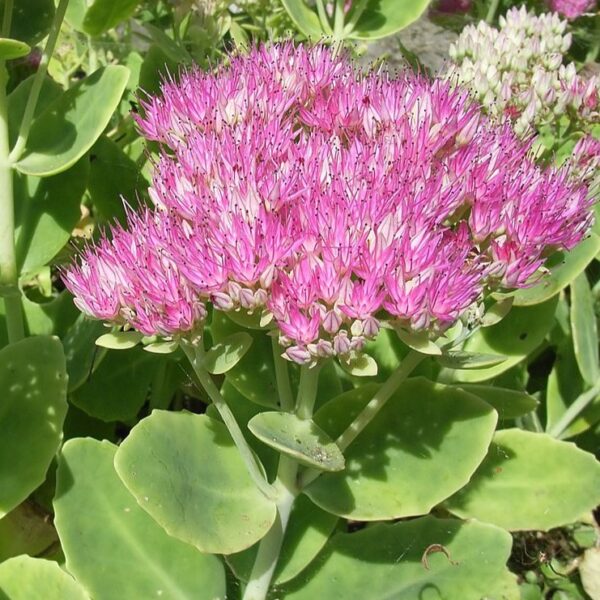 Sedum 'Carl' in 1 Gallon Pot