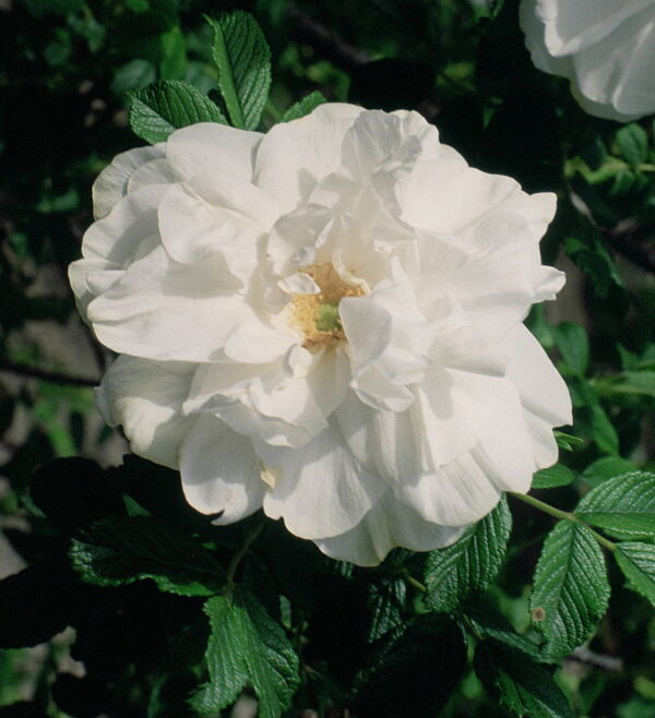 Rosa 'Blanc Double de Coubert' in 2 Gallon Pot