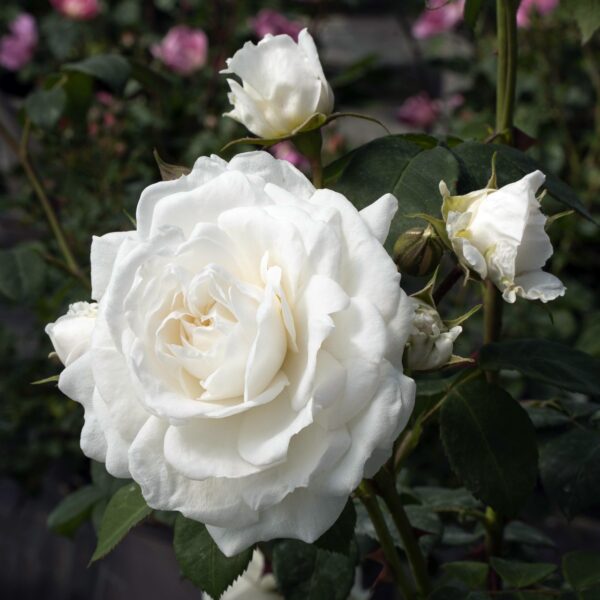 Rosa 'Cloud 10' in 3 Gallon Pot