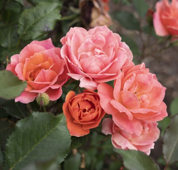 Rosa 'Coral Knock Out' in 3 Gallon Pot