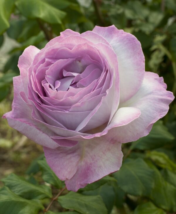 Rosa 'Nicole Carol Miller' in 3 Gallon Pot