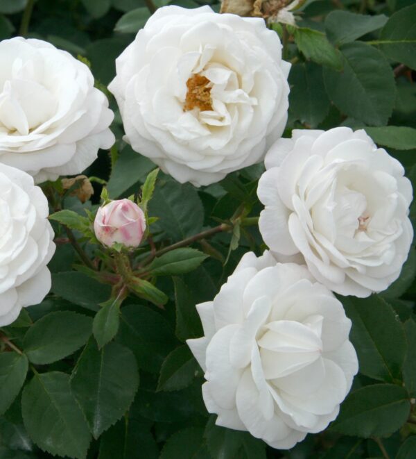 Rosa 'Pearlescent' in 3 Gallon Pot