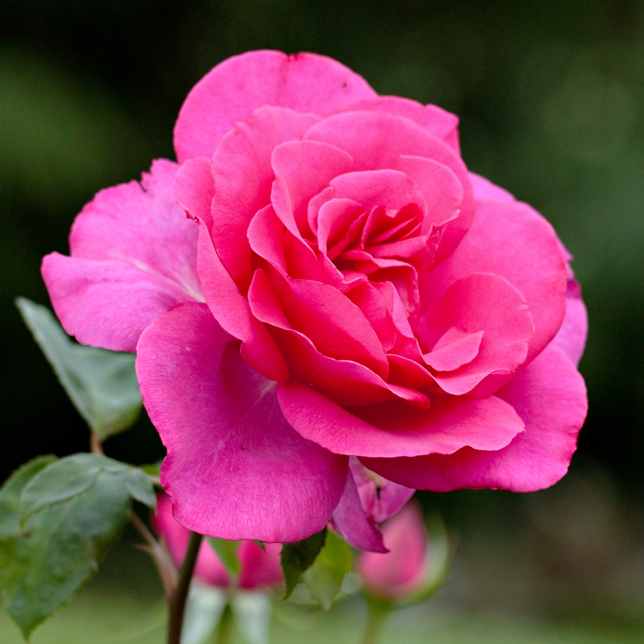 Rosa 'Buxom Beauty' in 2 Gallon Pot - Fraser Valley Rose Farm