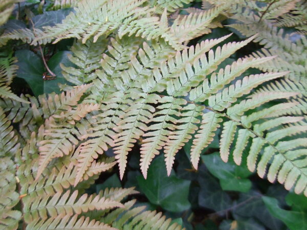 Fern Autumn Dryopteris in 1 Gallon Pot