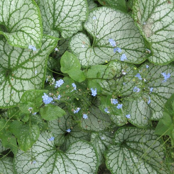 'Jack Frost' Brunnera in 2 gallon Pot