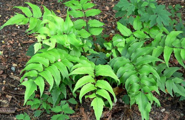 Fern Japanese Holly in 1 Gallon Pot