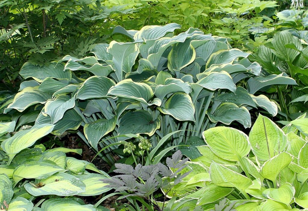 Hosta ‘Regal Splendor’ in 1 Gallon Pot – Fraser Valley Rose Farm