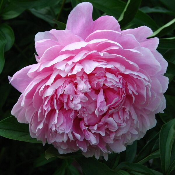 Peony 'Sarah Bernhardt' in 1 Gallon Pot