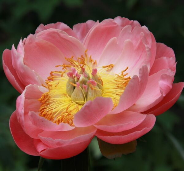 Peony 'Coral Sunset' in 1 Gallon Pot