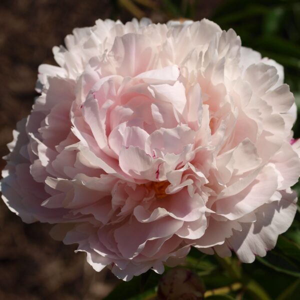 Peony 'Shirley Temple' in 1 Gallon Pot