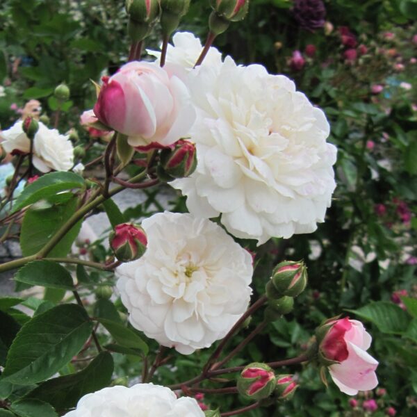 Rosa 'Little White Pet' in 2 Gallon Pot