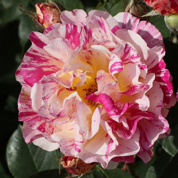 Rosa 'Maurice Utrillo' in 3 Gallon Pot