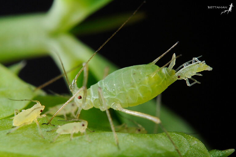 How to Get Rid of Aphids