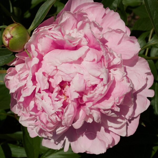 Peony 'Dr. Alexander Fleming' in 1 Gallon Pot