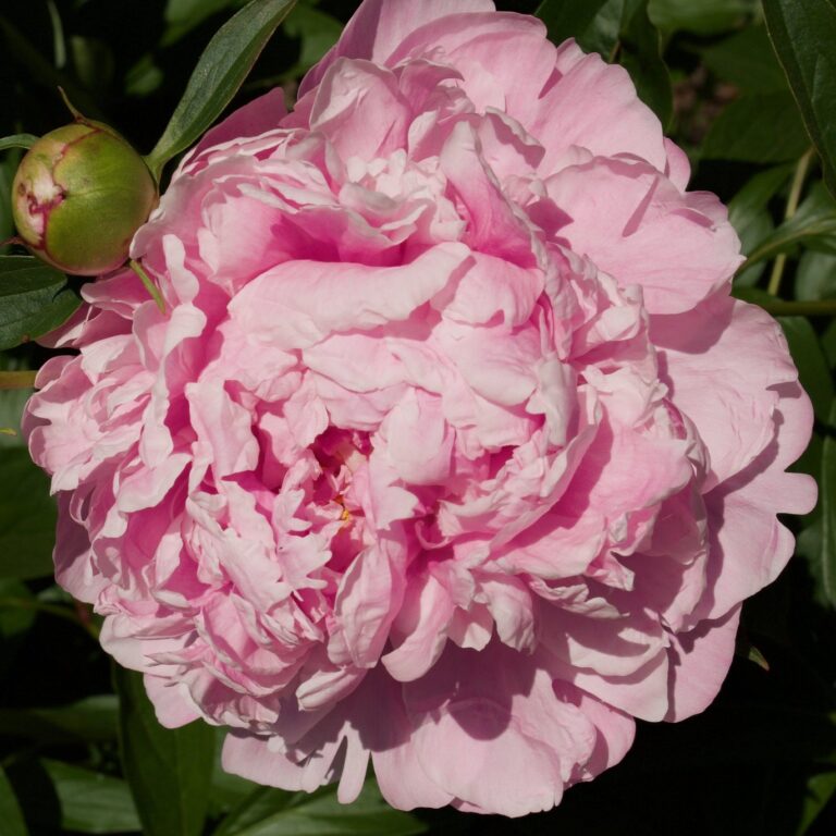 Peony ‘Dr. Alexander Fleming’ in 1 Gallon Pot – Fraser Valley Rose Farm