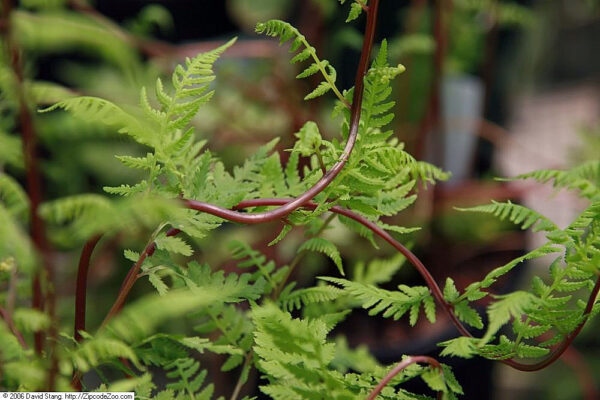 Fern 'Lady in Red' in 1 Gallon Pot