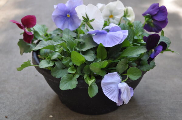 Pansy Viola Mixed Planter