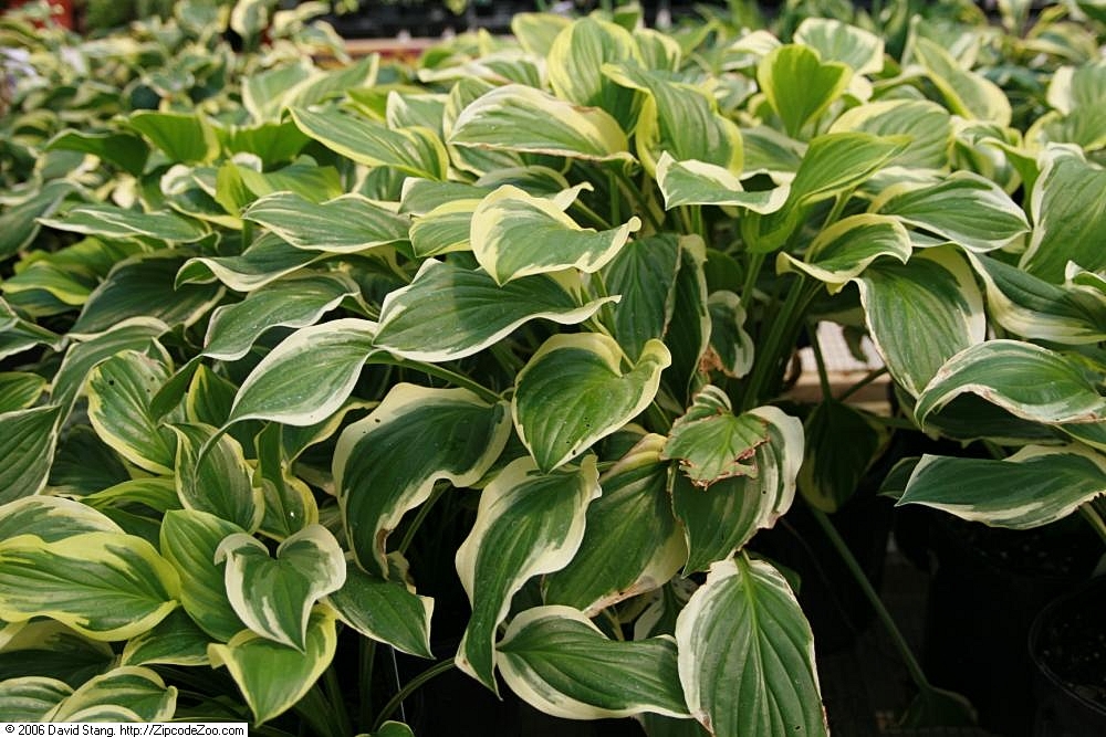 Hosta 'So Sweet' in 1 Gallon Pot - Fraser Valley Rose Farm