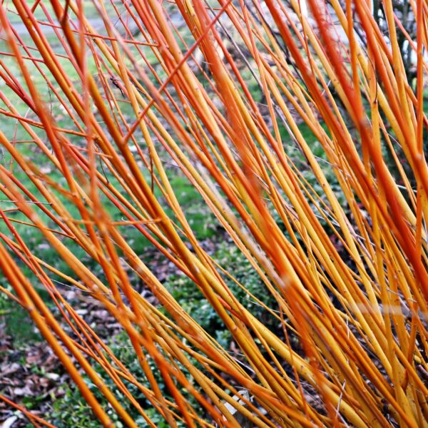 Scarlet Willow in 1 Gallon Pot