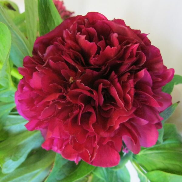 Peony 'Felix Crousse' in 1 Gallon Pot