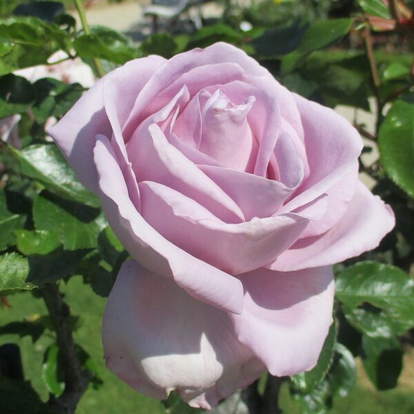 Rosa ‘Le Petit Prince’ in 3 Gallon Pot – Fraser Valley Rose Farm