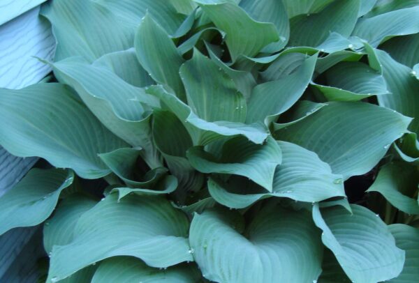 Hosta 'Blue Cadet' in 1 Gallon Pot