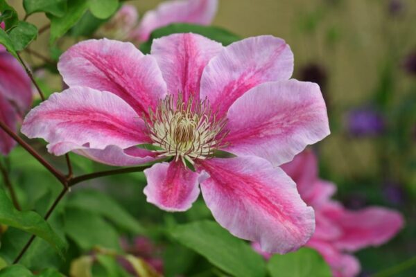 Clematis 'Lincoln Star' in 1 Gallon Pot with Stake