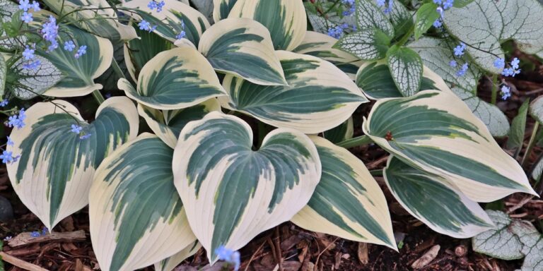 Hosta