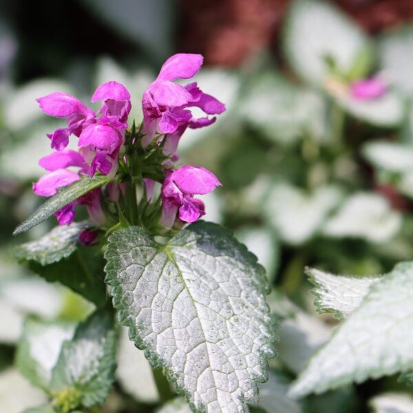 Lamium Dark Purple in 1 Gallon Pot