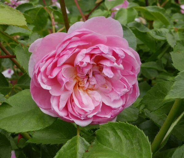 Rosa 'Anne Boleyn' in 2 Gallon Pot