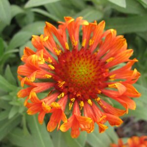 Gaillardia fanfare blaze 001