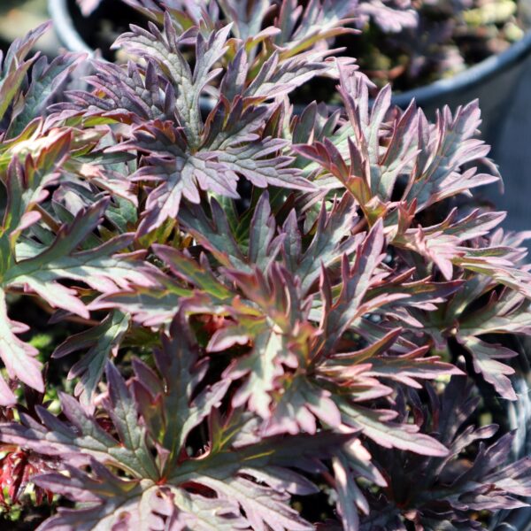 Geranium 'Dark Reiter' 1 Gallon Pot