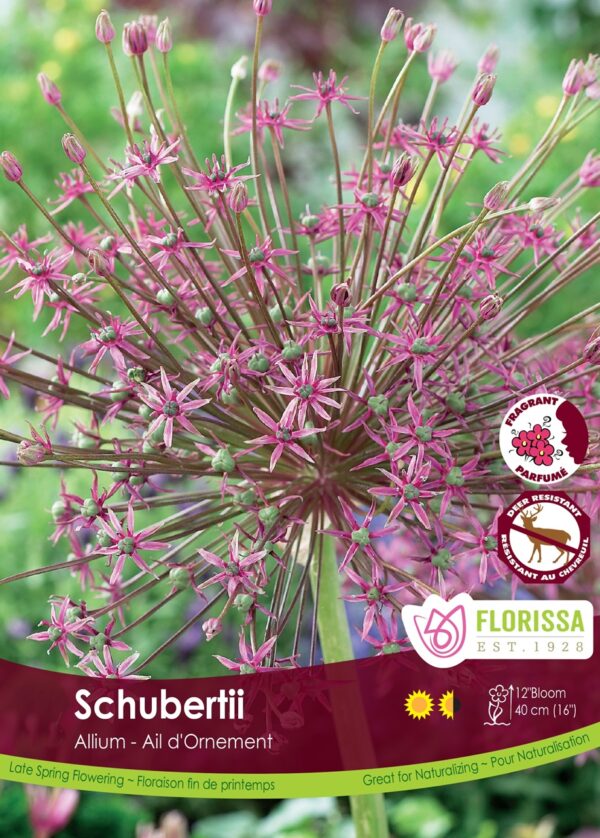 Allium schubertii (each bulb)