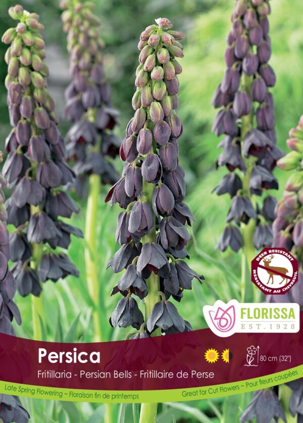 Persian Bells - Fritillaria persica (each bulb)