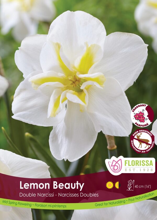 Narcissus 'Lemon Beauty' (each bulb)