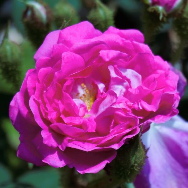 Rosa 'Laneii' in 2 Gallon Pot